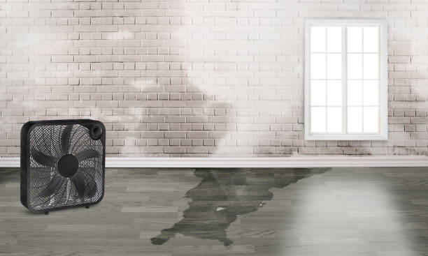 Best Mold removal after water damage  in Slayton, MN